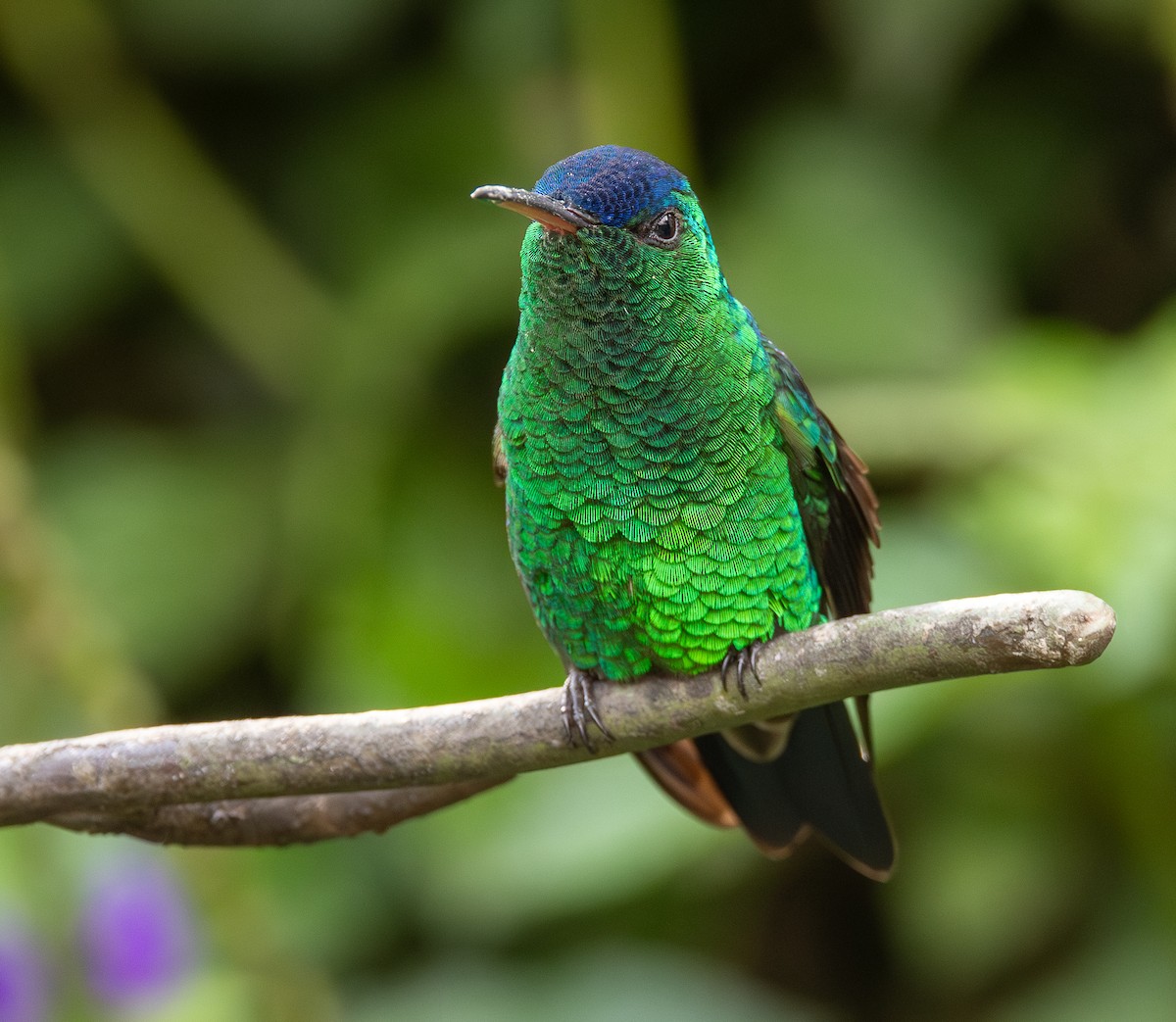 kolibřík indigovohlavý - ML645994919