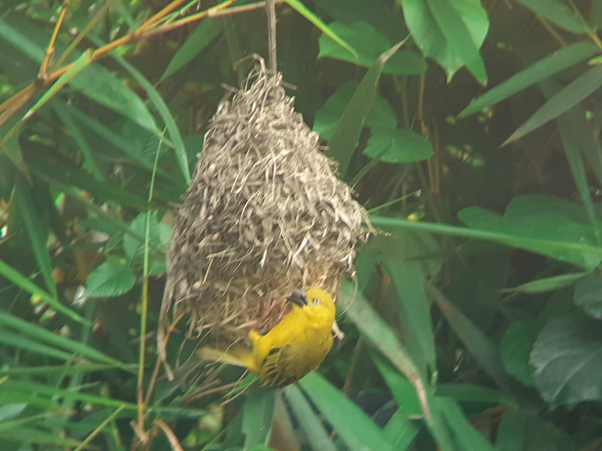 Holub's Golden-Weaver - ML645994922