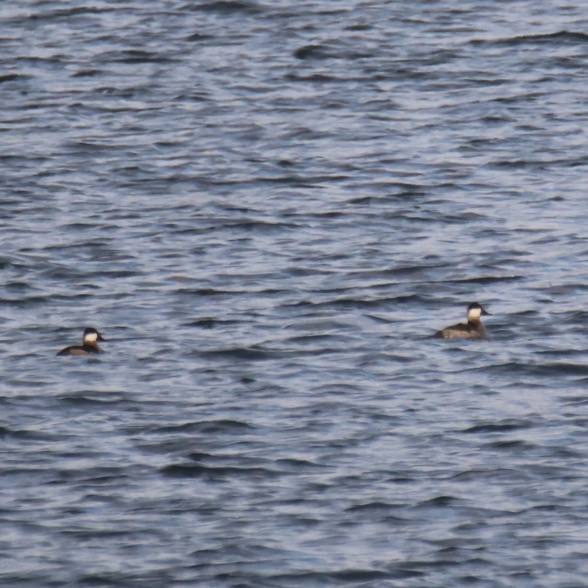 kachnice kaštanová - ML645994923