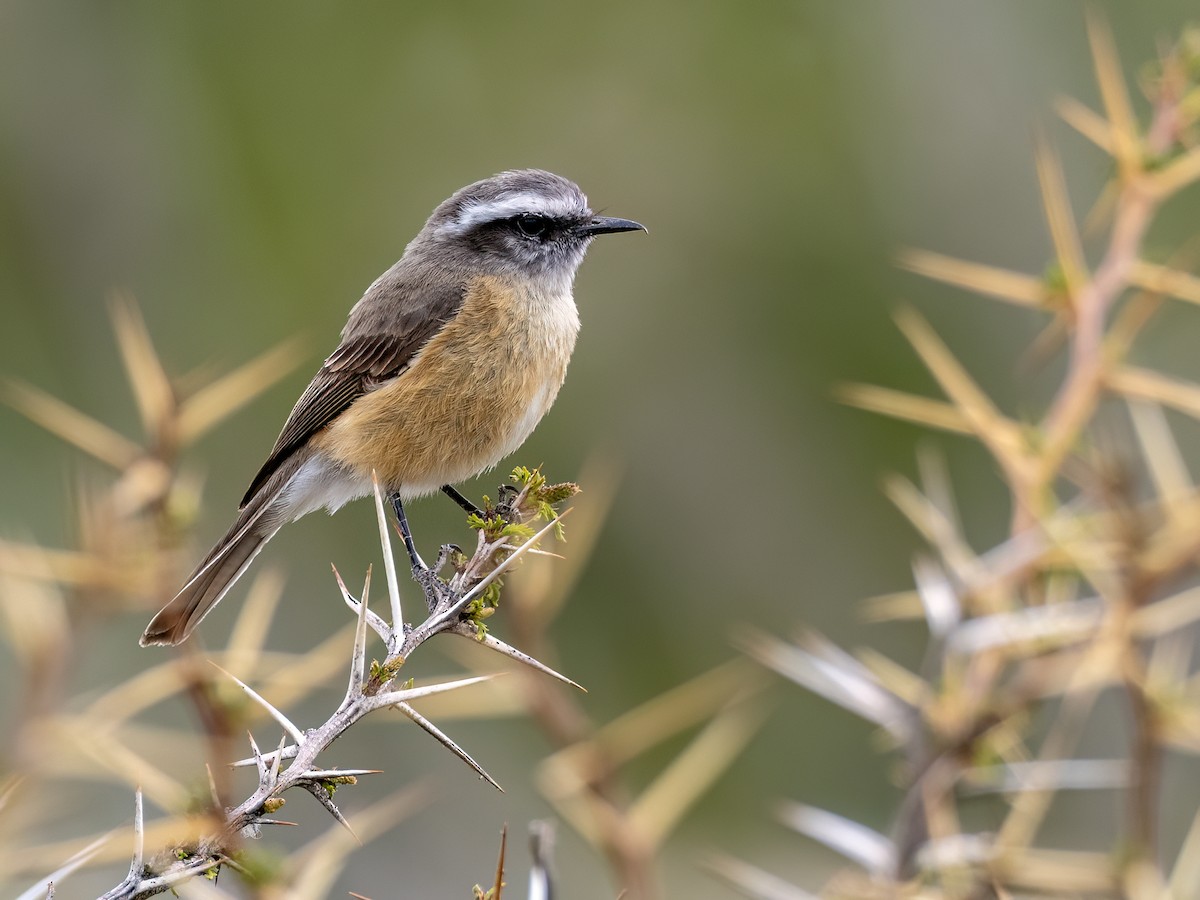 d'Orbigny's Chat-Tyrant - ML645994924