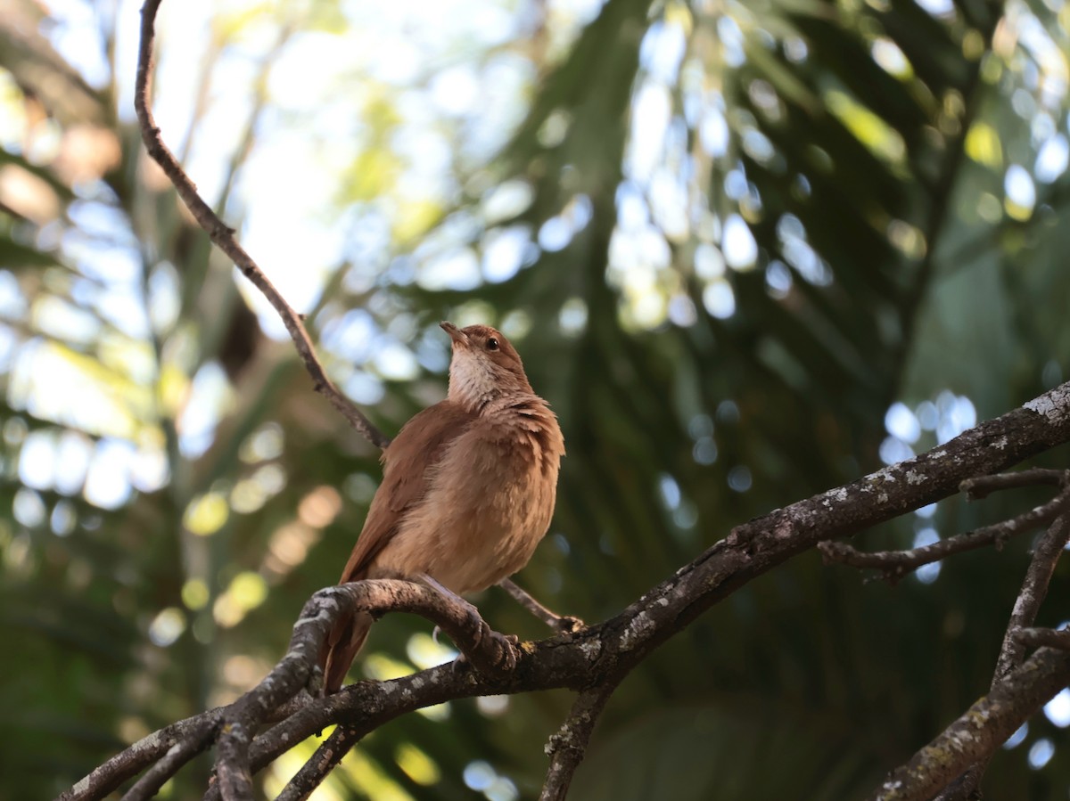 Rufous Hornero - ML645994925