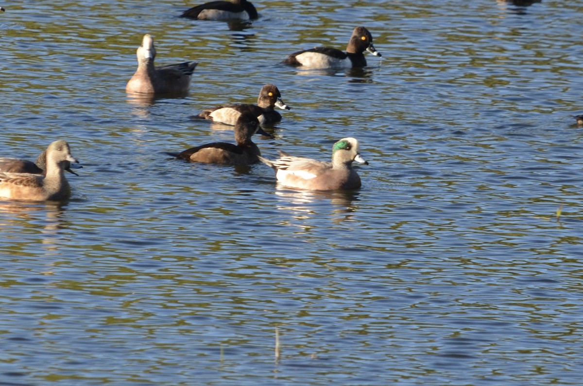 American Wigeon - ML645994930