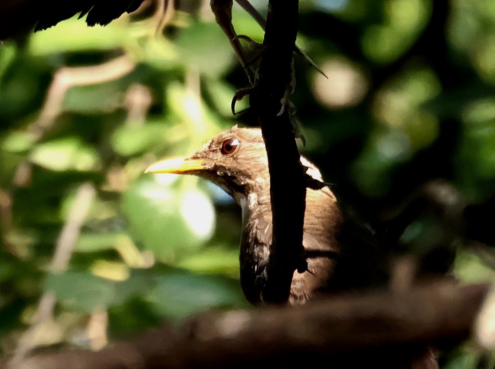 Creamy-bellied Thrush - ML645994939