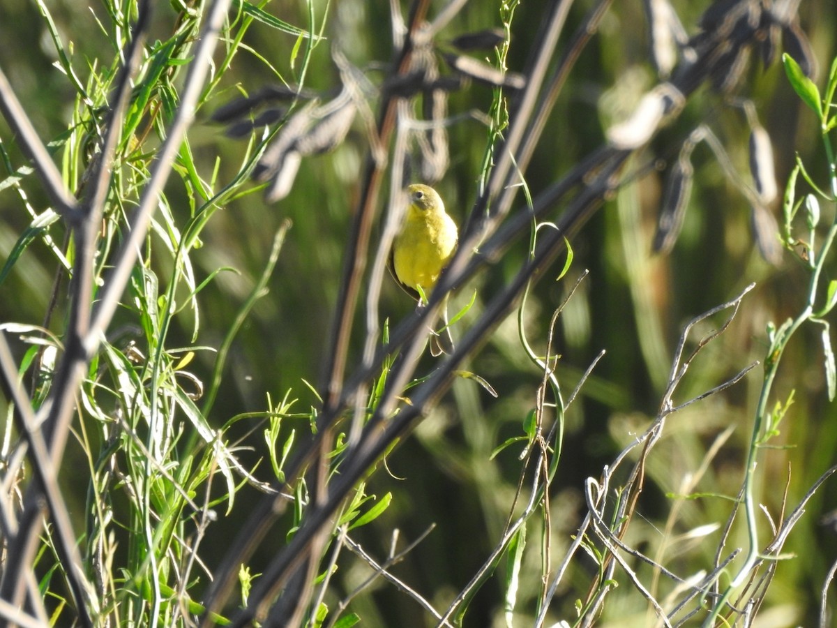 Короткоклювый зерноед - ML645994943