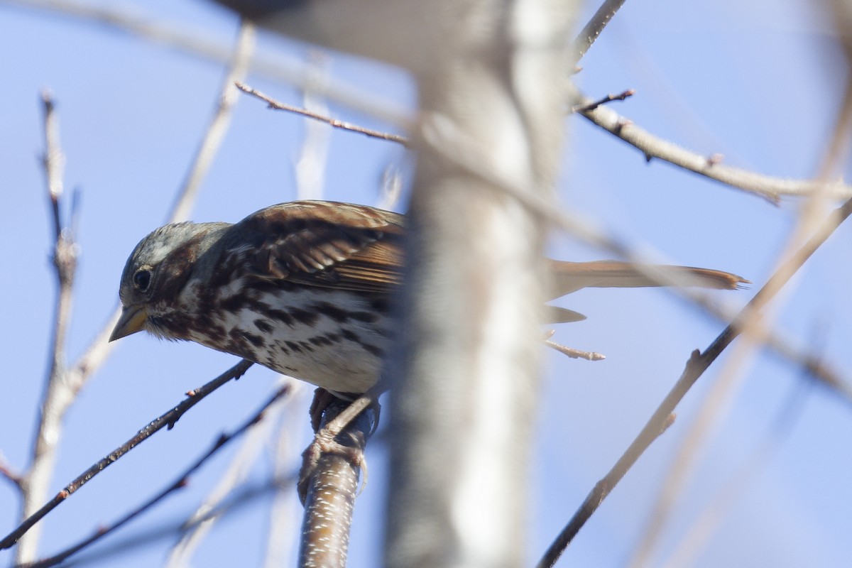 strnadec kaštanový - ML645994944