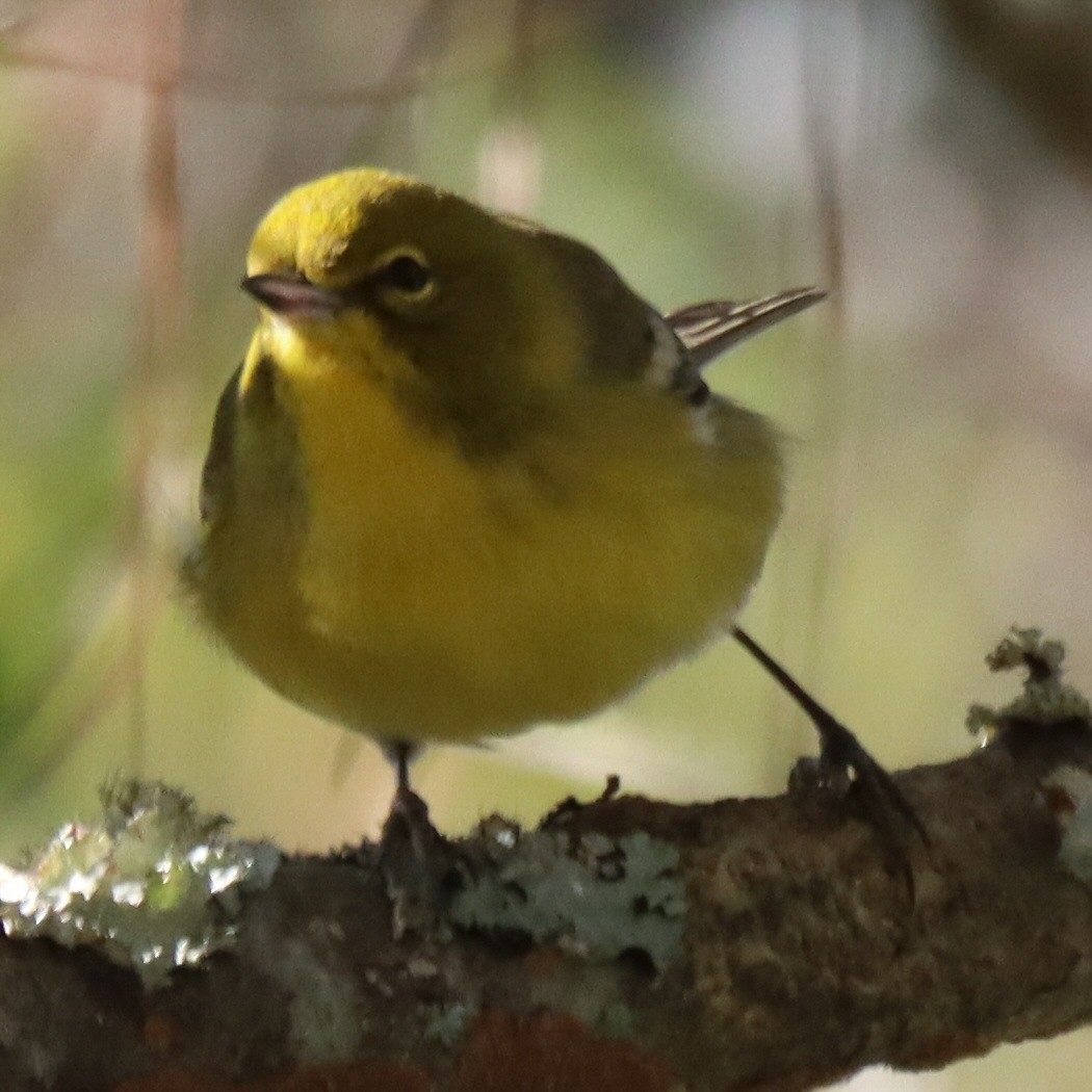 Pine Warbler - ML645994962