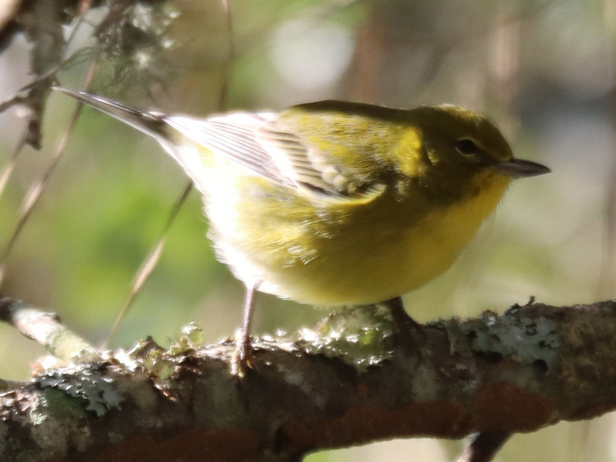 Pine Warbler - ML645994963