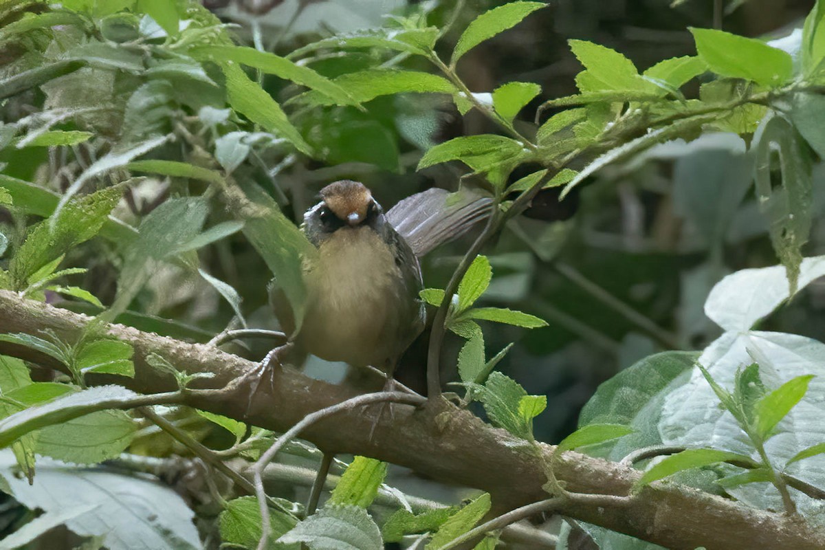 Ржаволобая альциппа - ML645994967