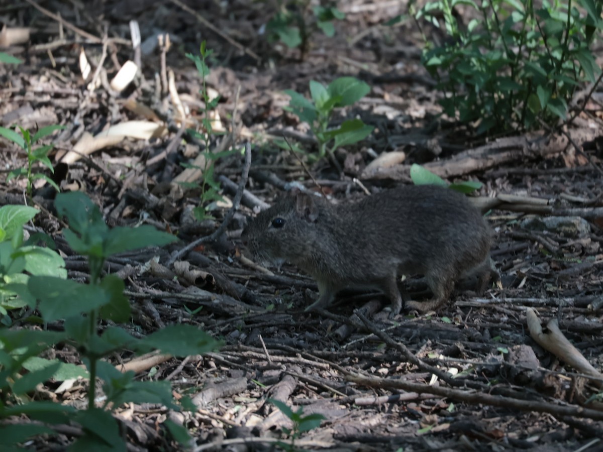 Animals - ML645994976