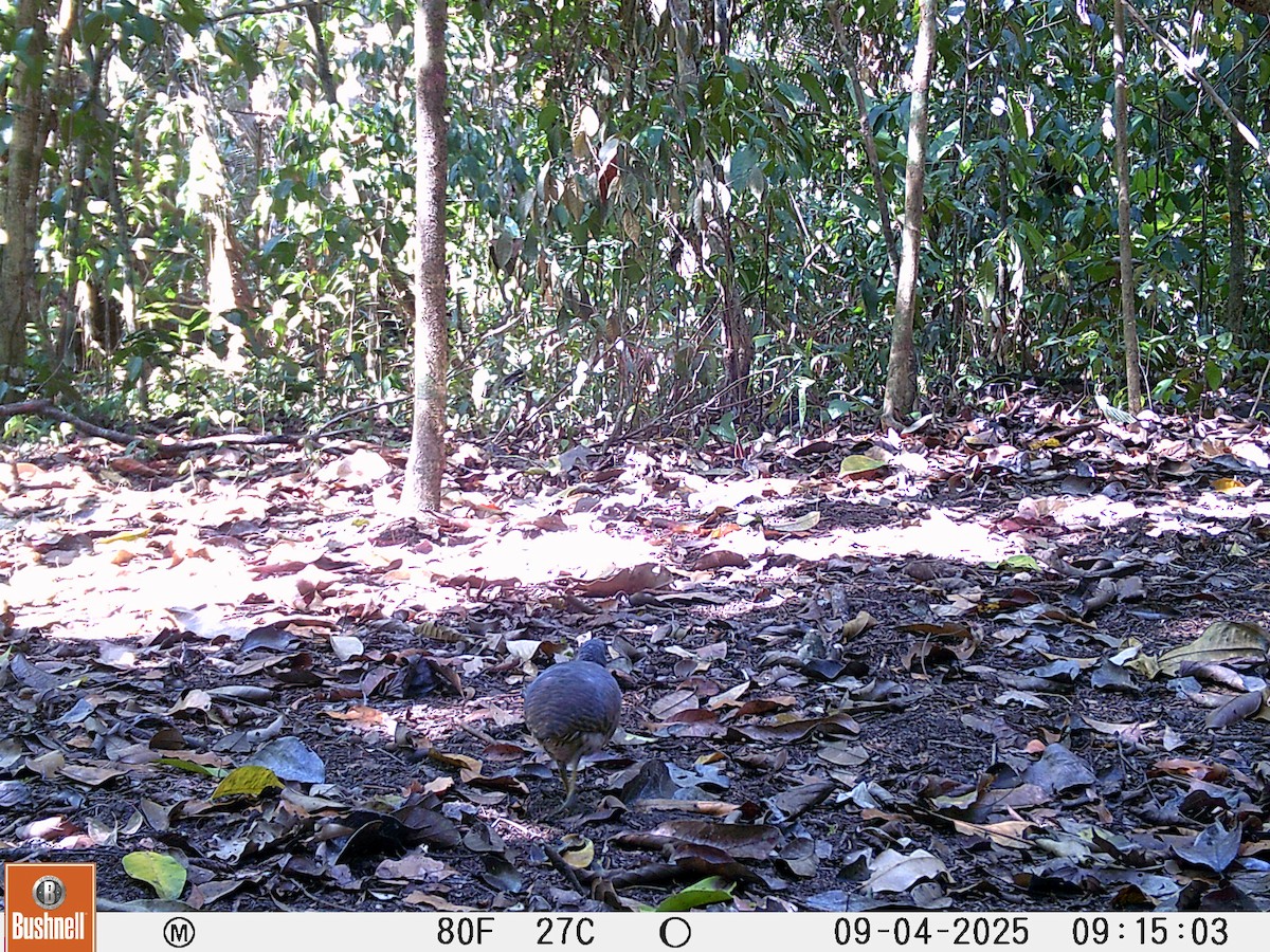 Bartlett's Tinamou - ML645994977