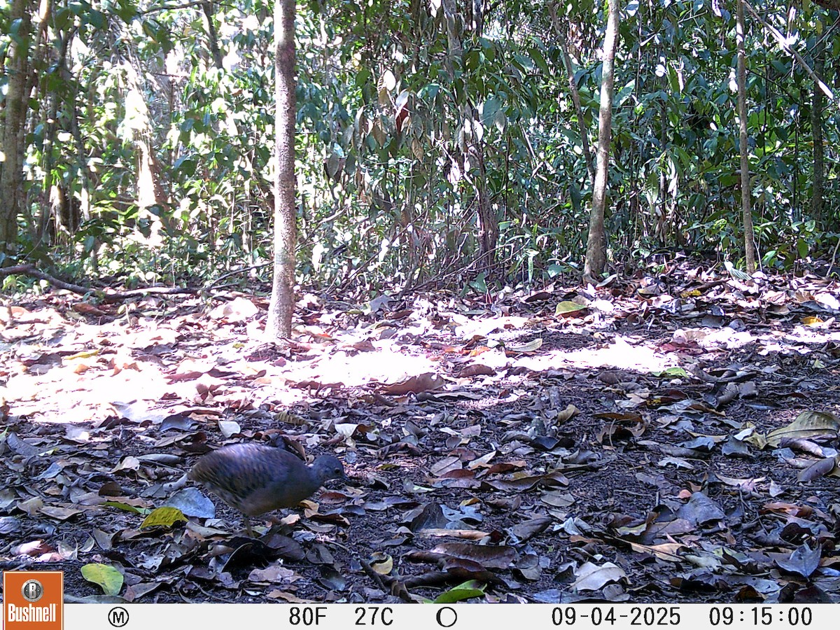 Bartlett's Tinamou - ML645994978