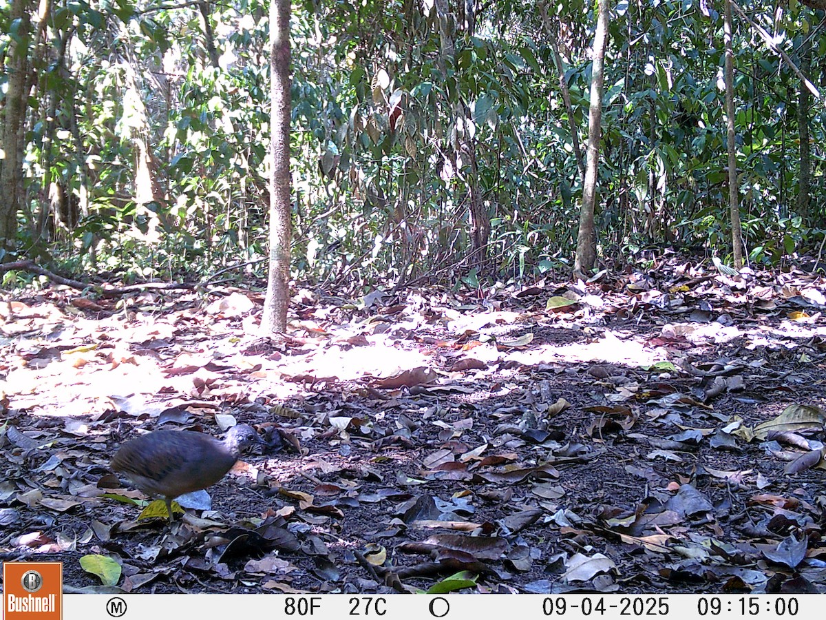 Bartlett's Tinamou - ML645994979