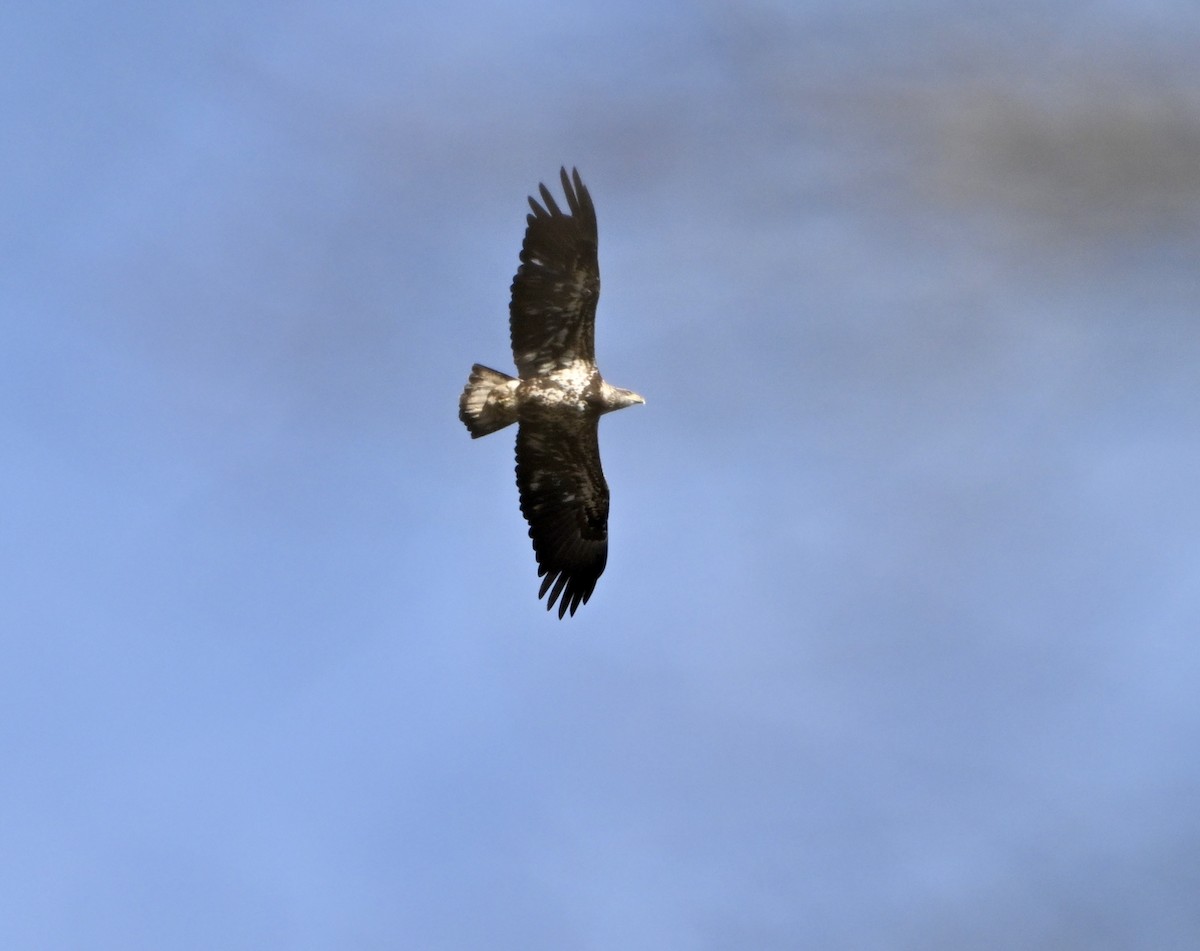 Bald Eagle - ML645994980