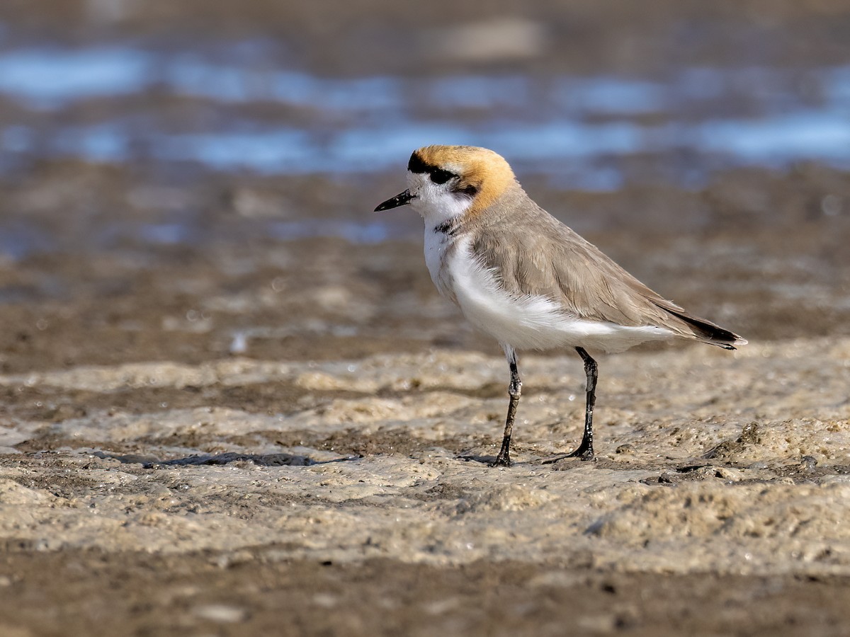 Пісочник степовий - ML645994996