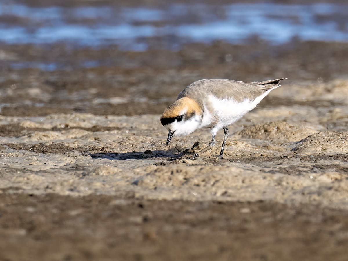 Пісочник степовий - ML645994997