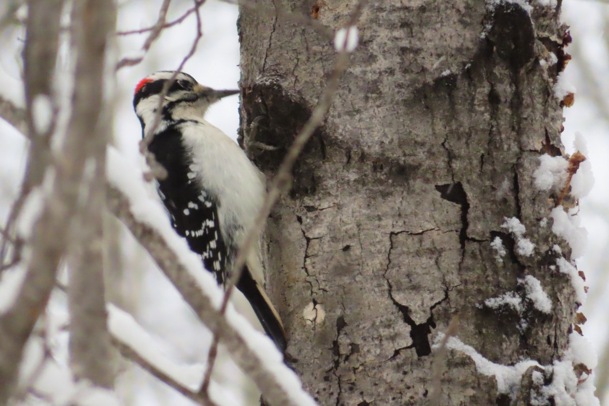 Hairy Woodpecker - ML645995001