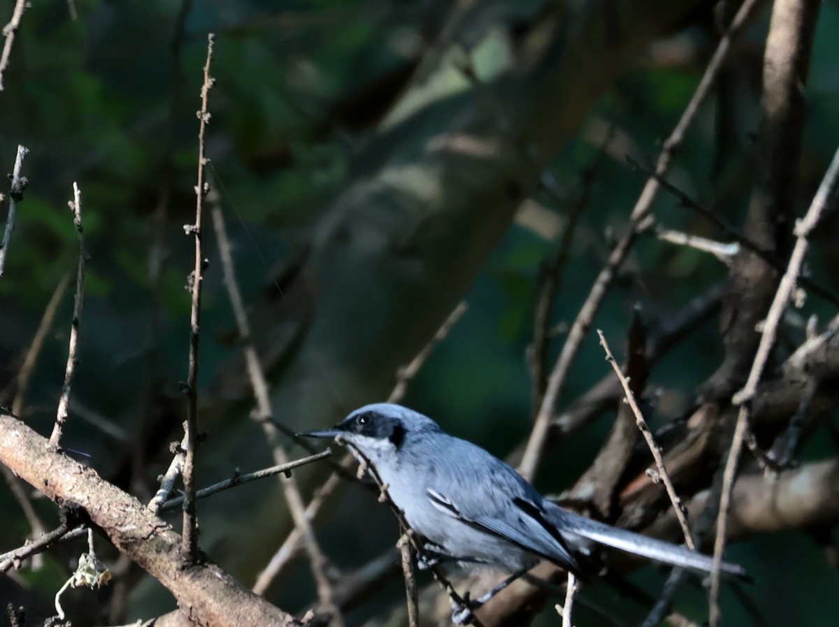 Masked Gnatcatcher - ML645995009