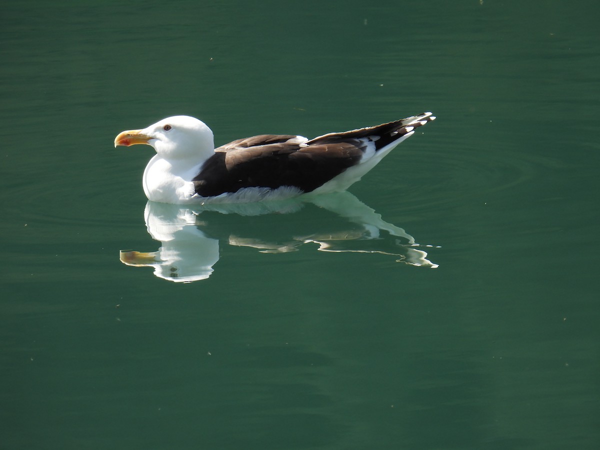 Great Black-backed Gull - ML645995010
