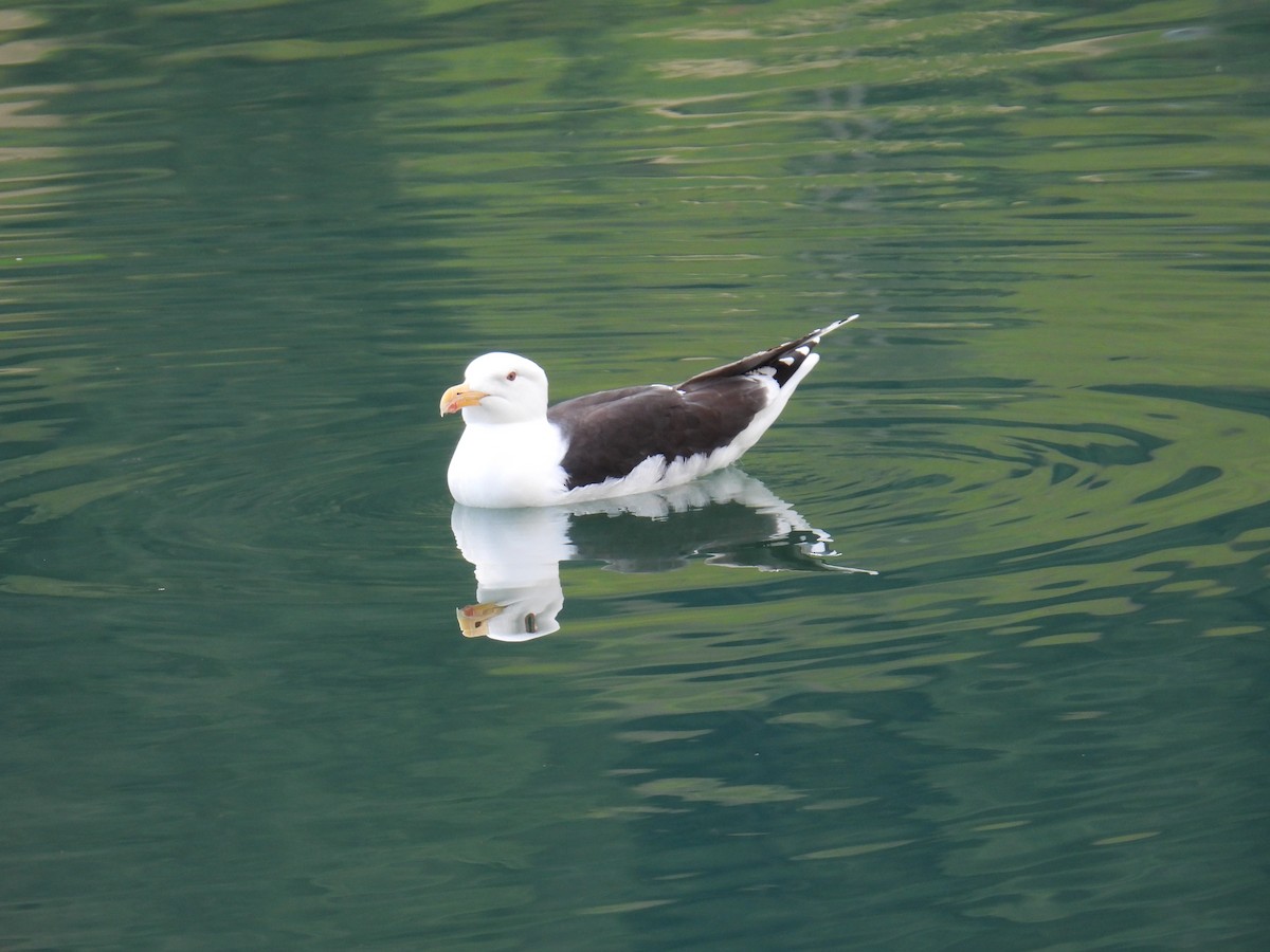Great Black-backed Gull - ML645995011