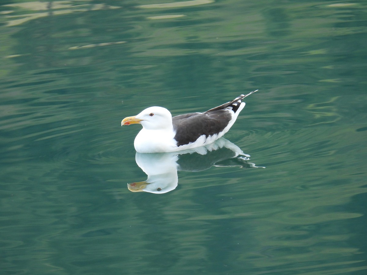 Great Black-backed Gull - ML645995012