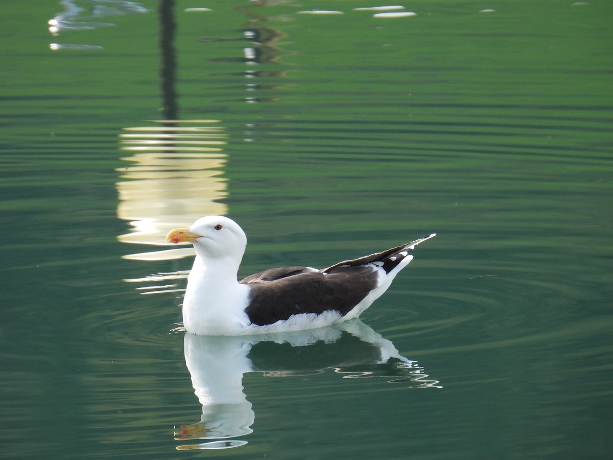 Great Black-backed Gull - ML645995013