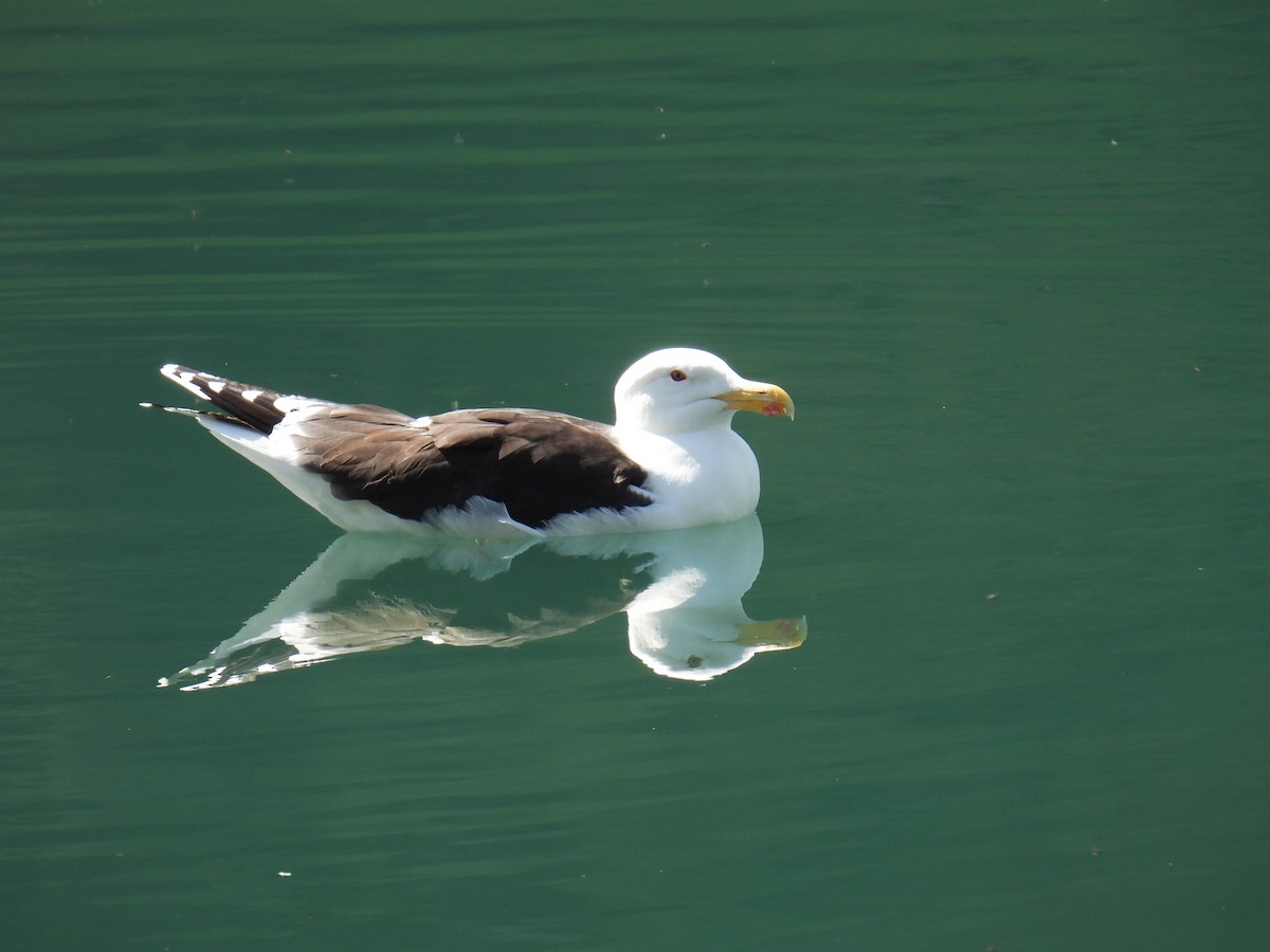 Great Black-backed Gull - ML645995014
