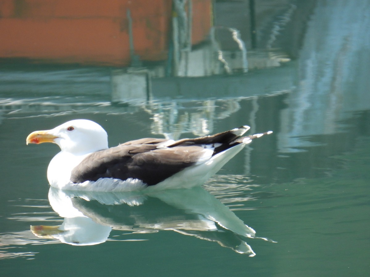 Great Black-backed Gull - ML645995015