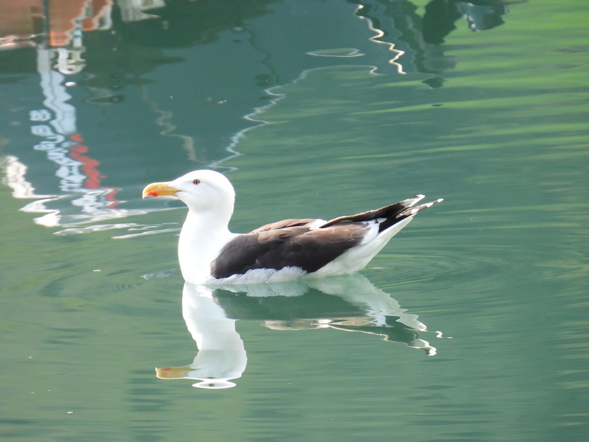 Great Black-backed Gull - ML645995016