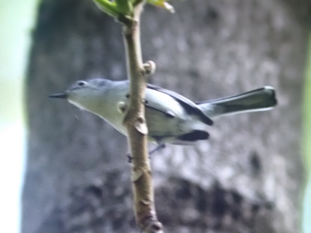 Blue-gray Gnatcatcher - ML645995018