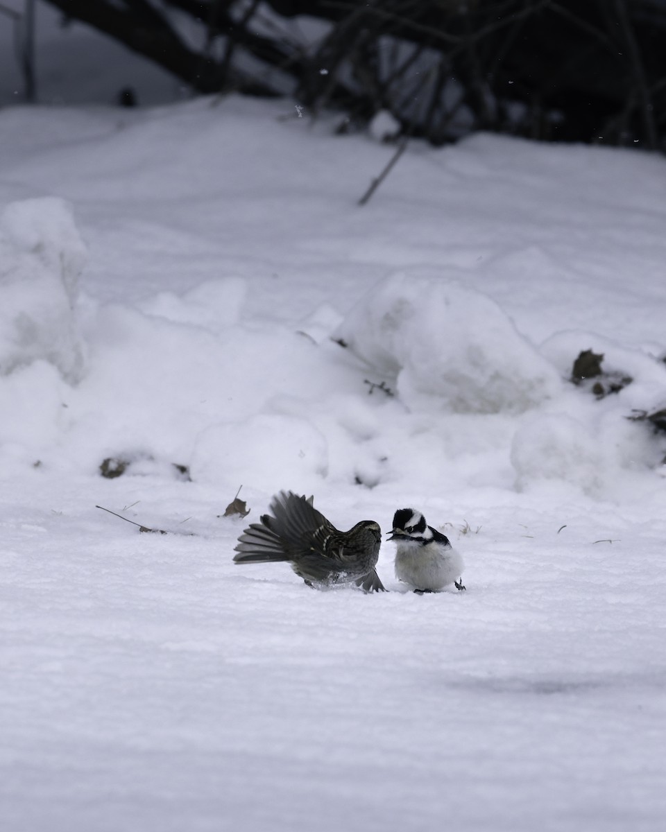 セジロコゲラ（pubescens／medianus） - ML645995030