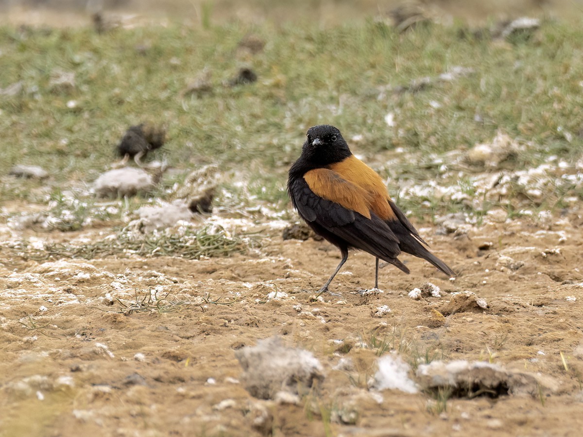 Andean Negrito - ML645995031