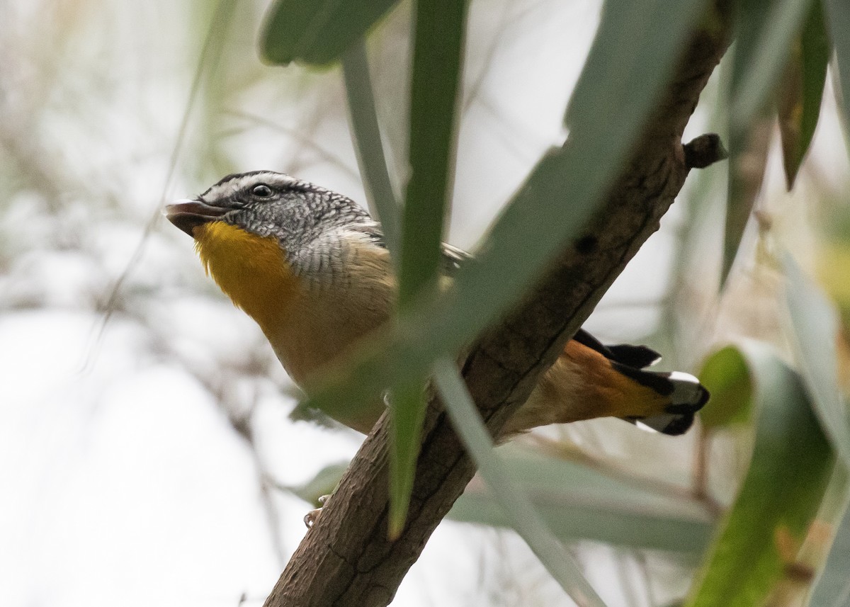 Spotted Pardalote - ML645995033