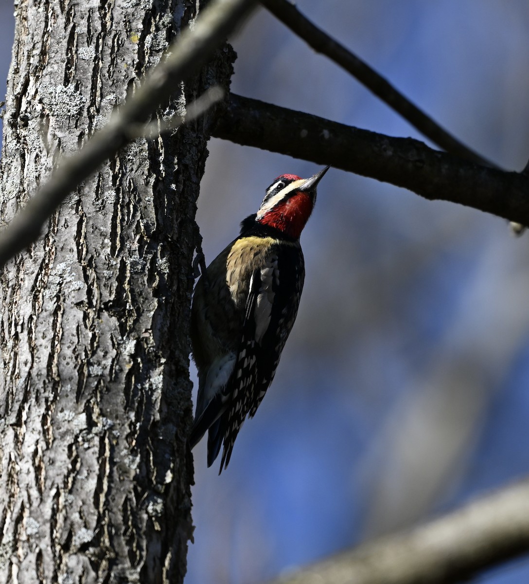 Yellow-bellied Sapsucker - ML645995037