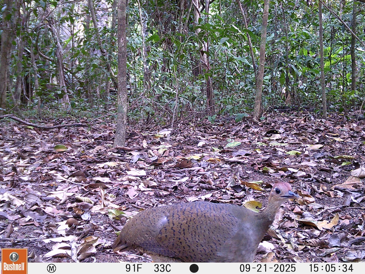 Great Tinamou - ML645995046