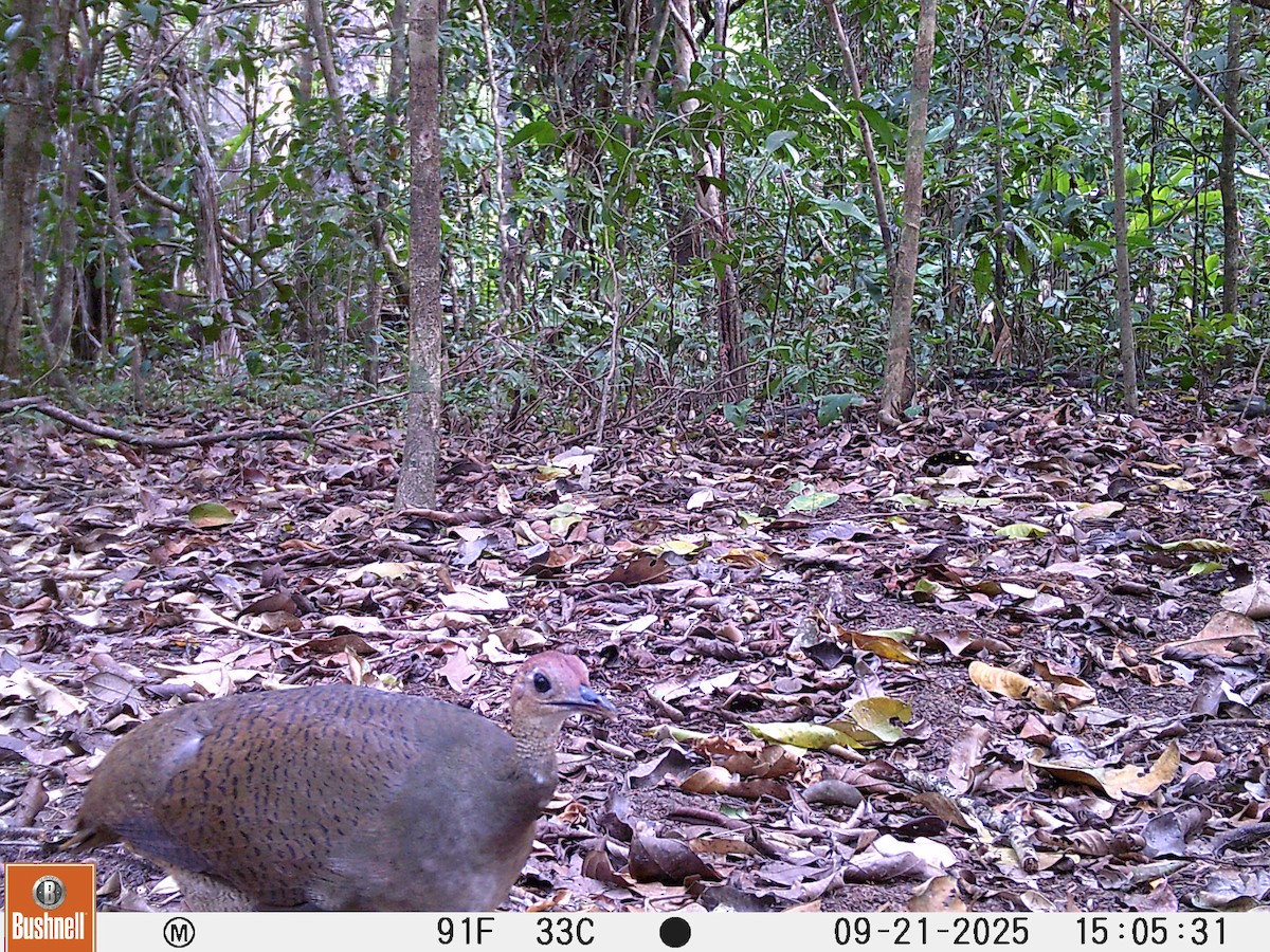 Great Tinamou - ML645995047