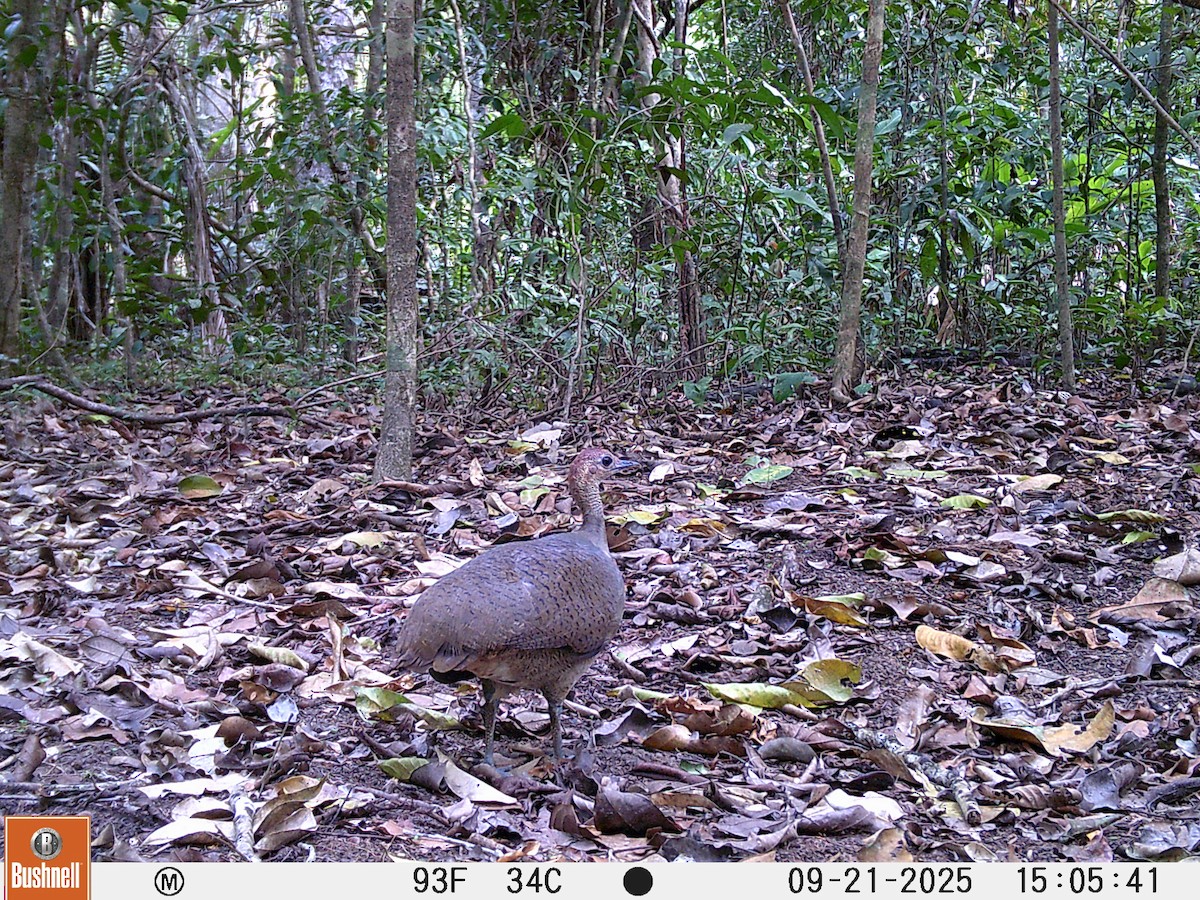 Great Tinamou - ML645995048