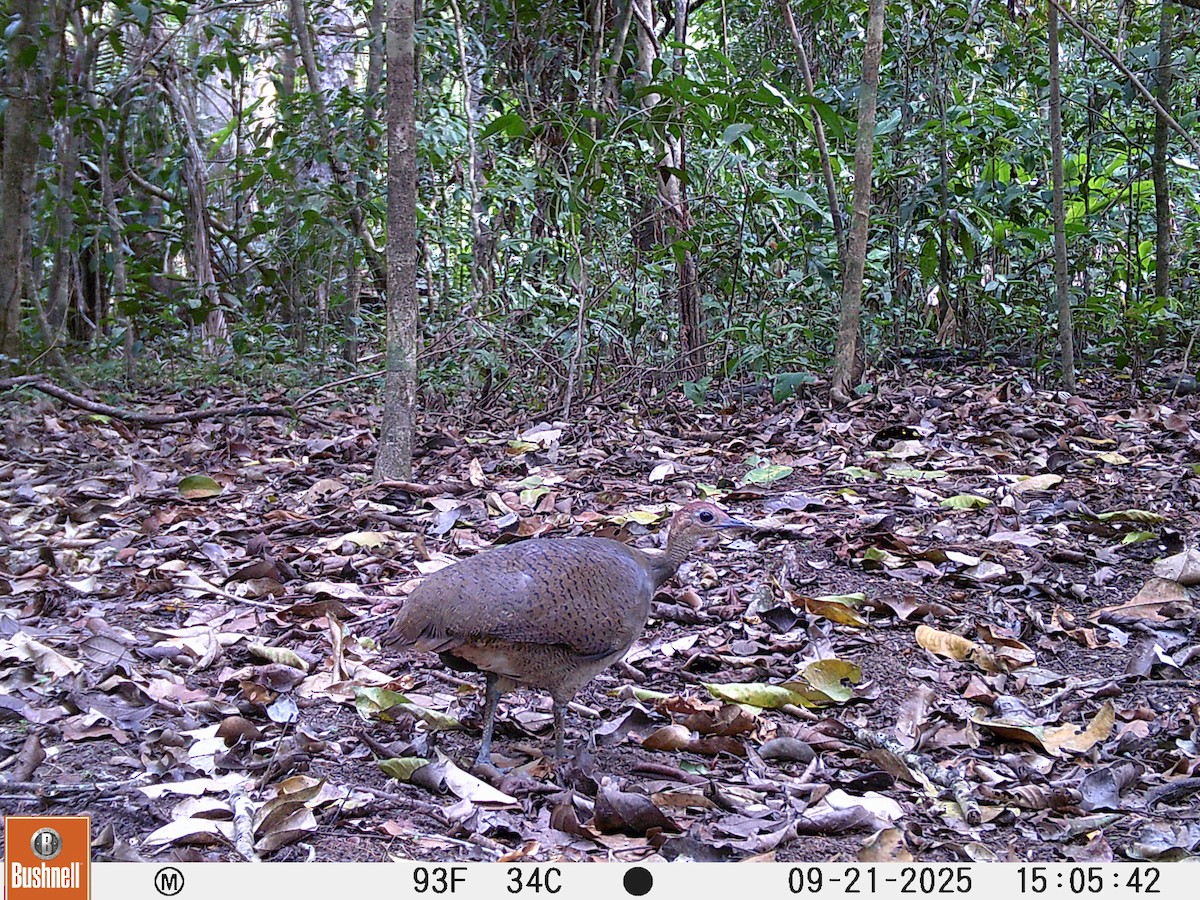 Great Tinamou - ML645995049