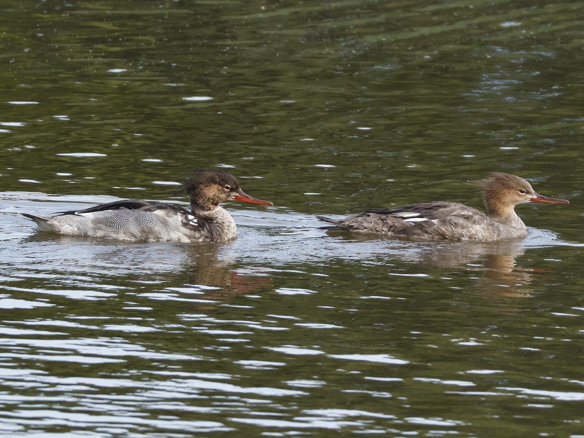 Red-breasted Merganser - ML645995053