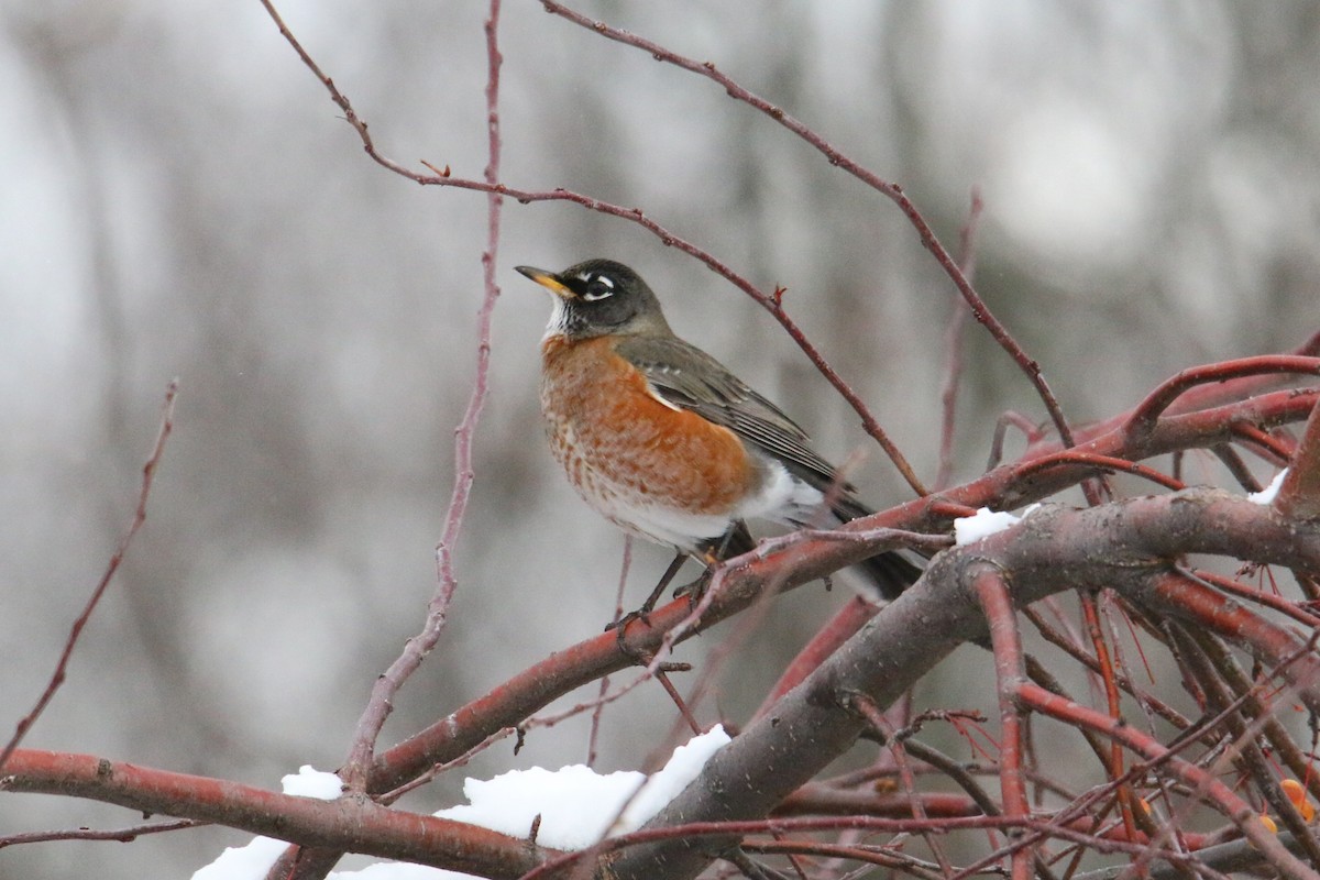 American Robin - ML645995054