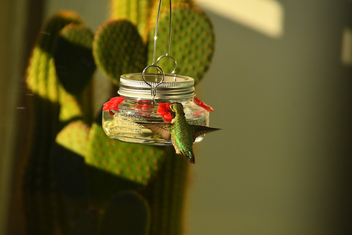 Anna's Hummingbird - ML645995055