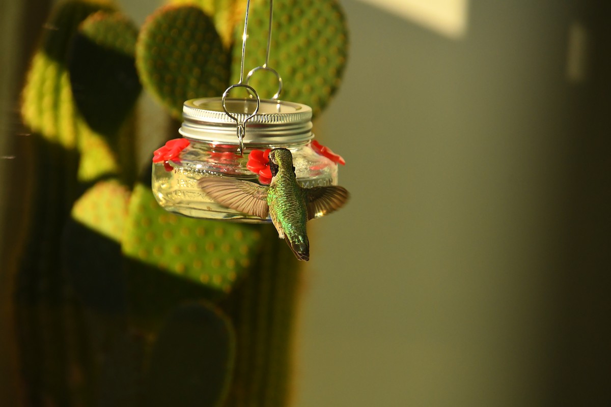 Anna's Hummingbird - ML645995056