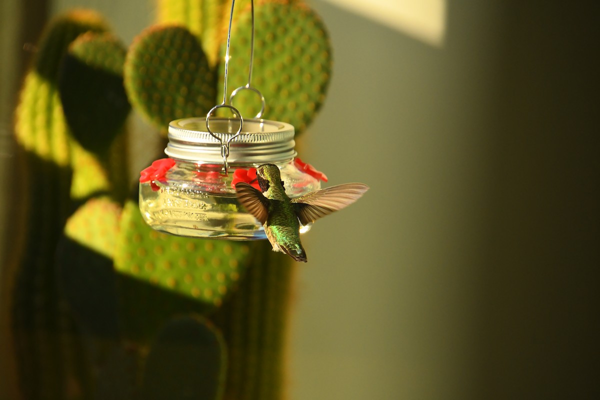 Anna's Hummingbird - ML645995057