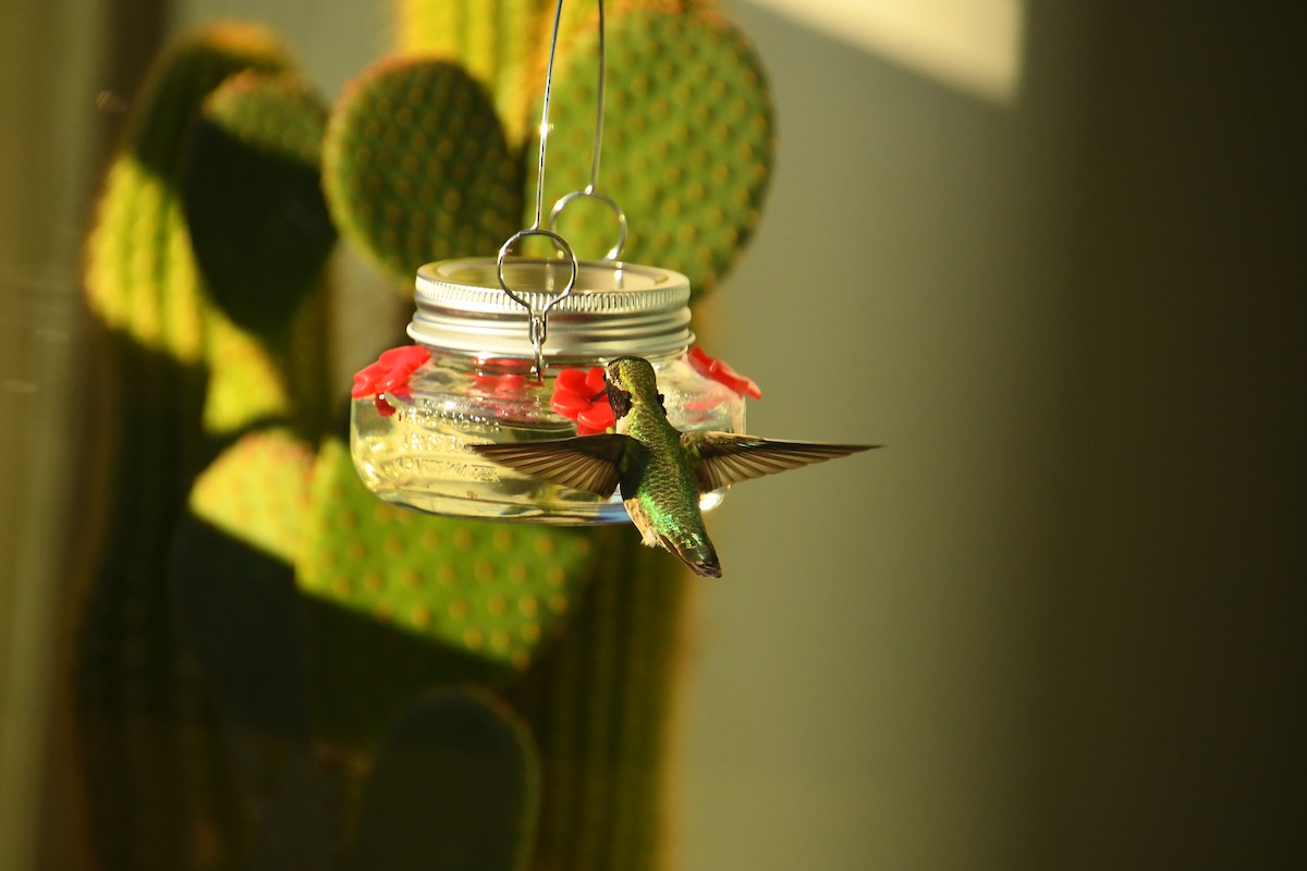 Anna's Hummingbird - ML645995058