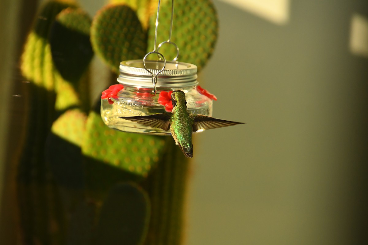 Anna's Hummingbird - ML645995059