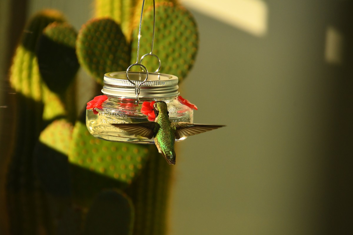 Anna's Hummingbird - ML645995060