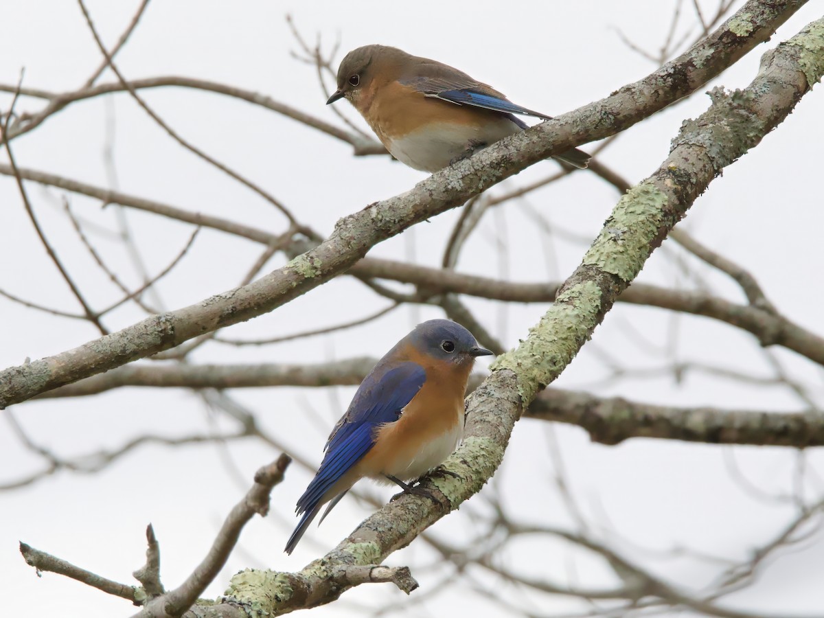 Eastern Bluebird - ML645995062