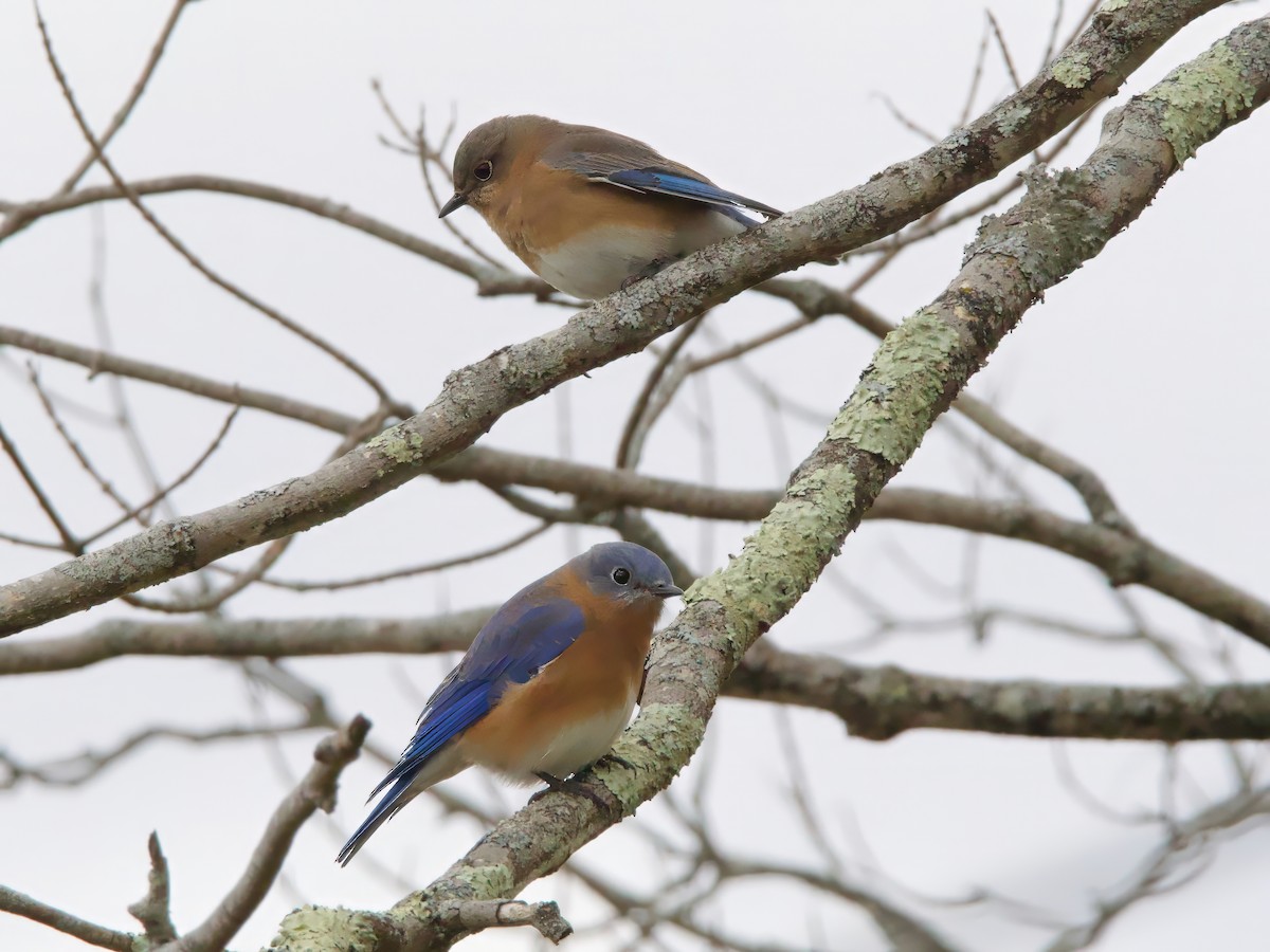 Eastern Bluebird - ML645995063