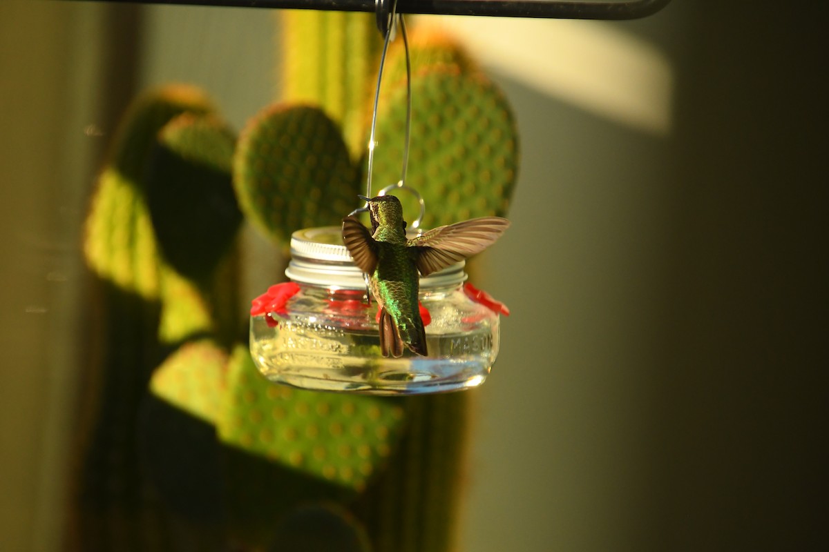 Anna's Hummingbird - ML645995064