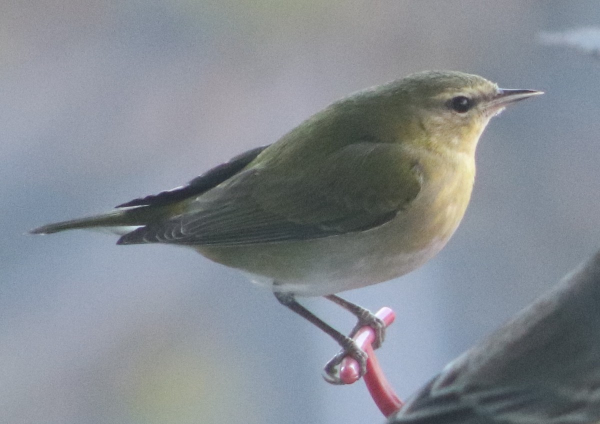 Tennessee Warbler - ML645995065