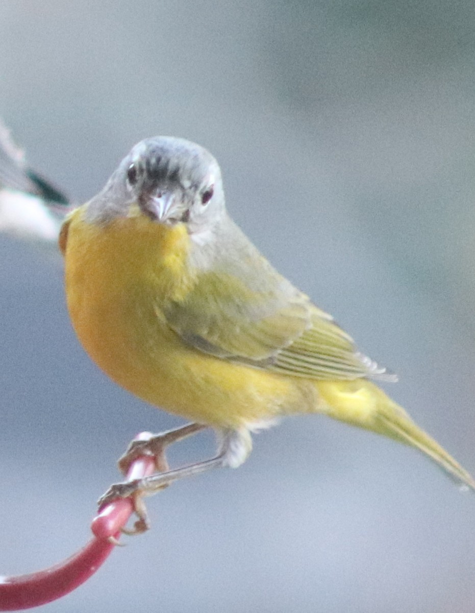 Nashville Warbler - ML645995067